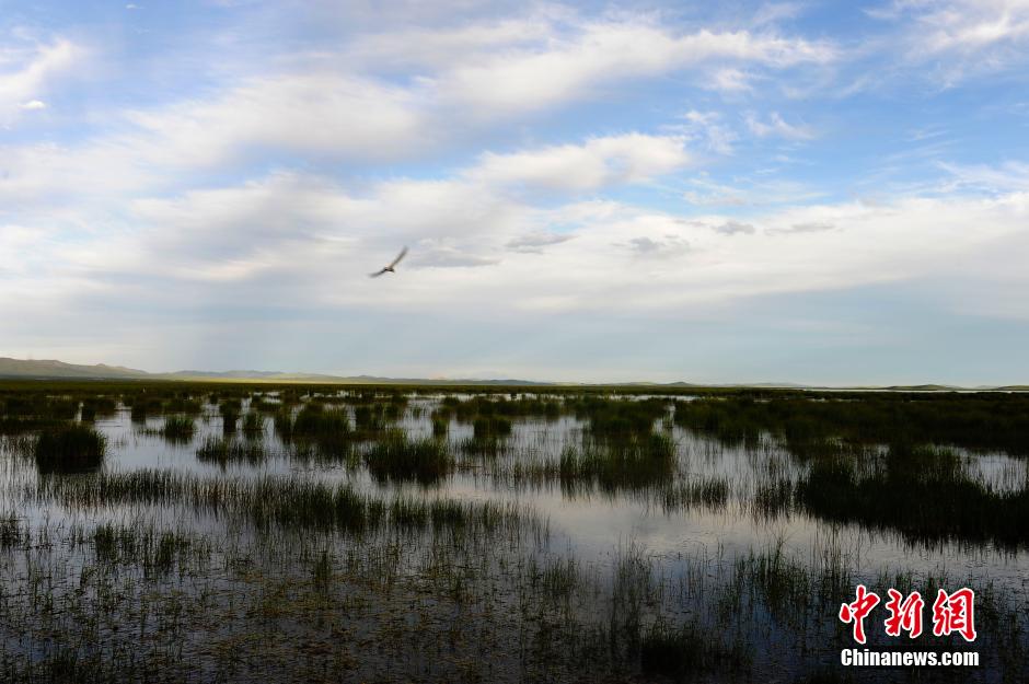 中国最美湿地四川阿坝州若尔盖