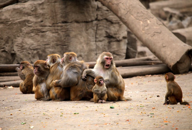 郑州动物园猴子“抱团取暖”御严冬