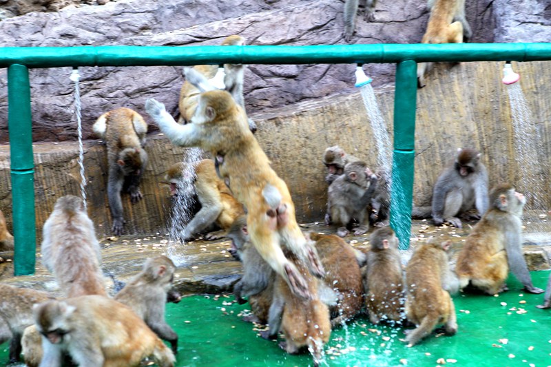 百余野生猕猴集体“耍单杠”练健身洗淋浴消暑