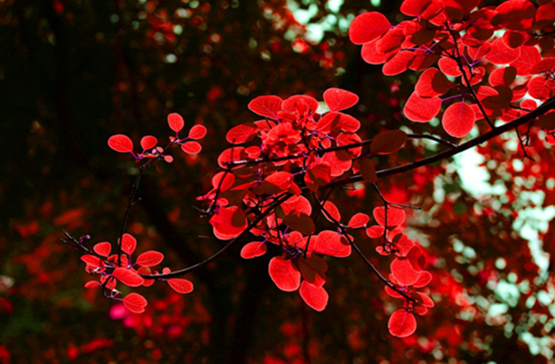 本周日，第八届嵩山红叶节开幕式邀您来品鉴！
