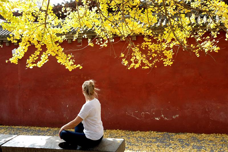 少林寺1500岁银杏满眼金黄禅意萦绕 引外国姑娘树下打坐