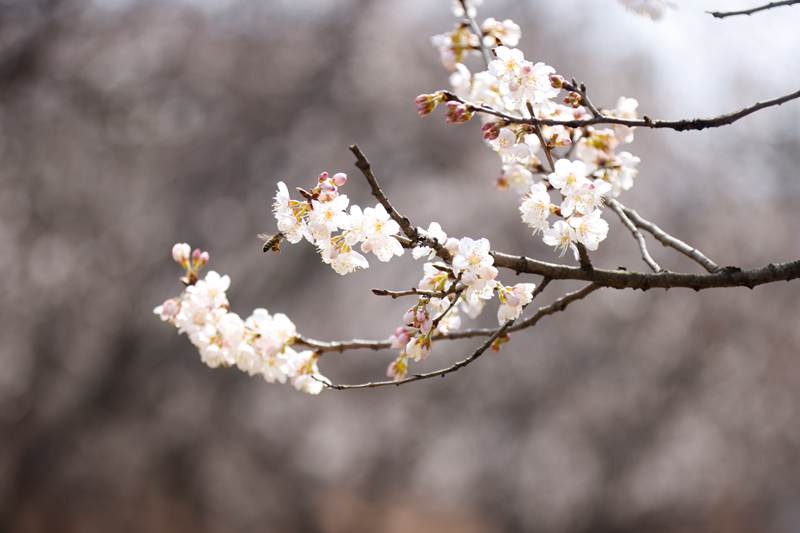 河南新安：小村三月花正香樱桃花迎春绽放美成